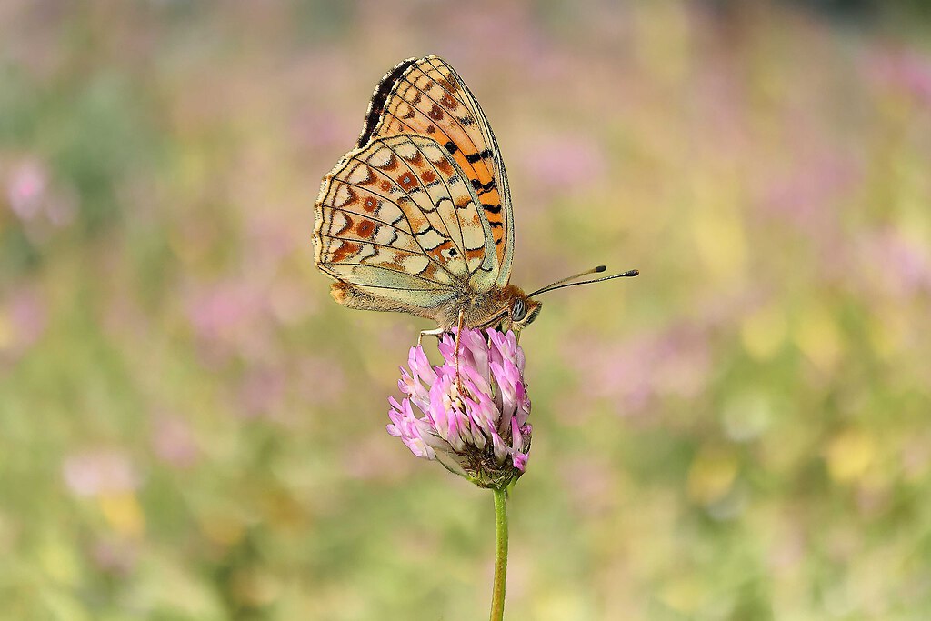 SAO73258 edited_inPixio (4)_Nik