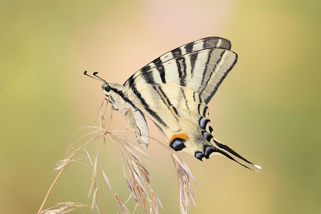 SAO74298 edited_inPixio (9)_Nik