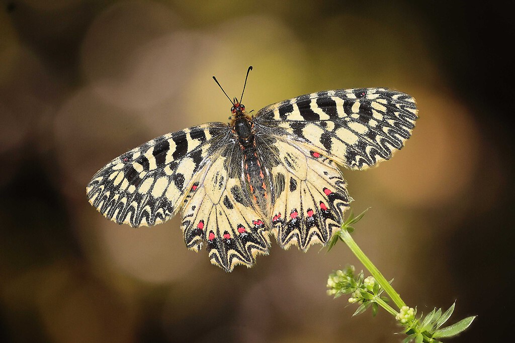 SAO69464 edited_inPixio (2)_Nik